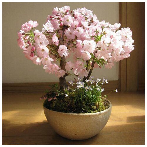 ������ ������ ������ ����������� ������, ������ ������, 5��. ����