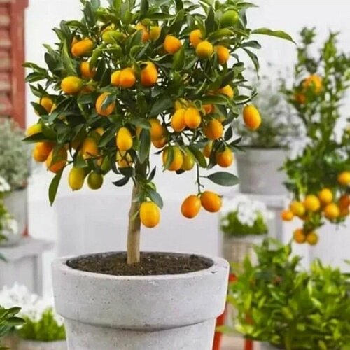 ������ ������ �������, ������� ��������, Fortunella Margarita, ������ ����