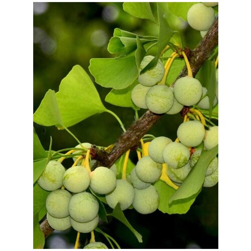 ������ ������ ������ ������ ������ (Ginkgo biloba), 5 ���� ����