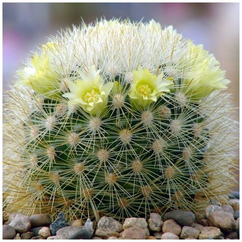 ������ ������ ������ ������ ��������� ������ Mammillaria densispina Rog-490 10 ��. ����