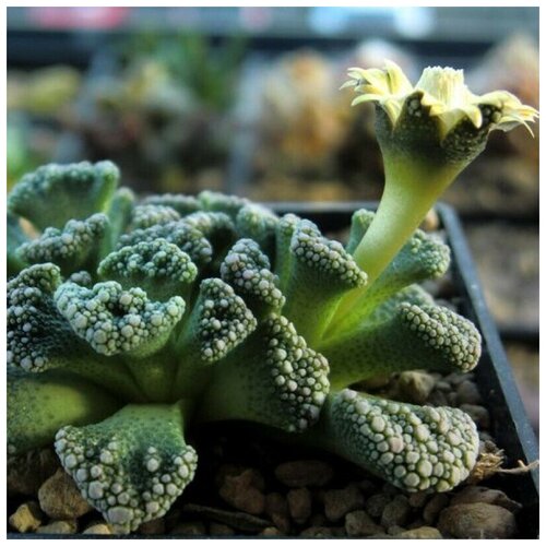 ������ ������ ������ ������ ��������� Titanopsis calcarea 10 ��. ����