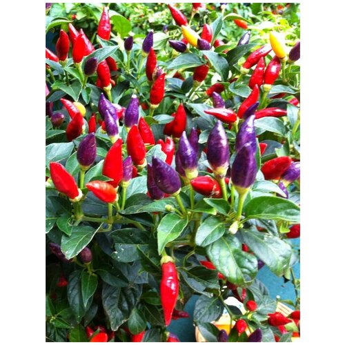 ������ ������ ������ ������ ����� �������, 5 ���� ����