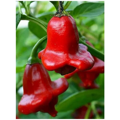 ������ ������ ������ ������ ����� Bishops crown (������� �����������), 5 ���� ����