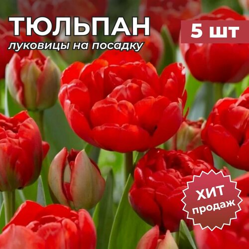 ������ ������ �������� �������� �� ������� 