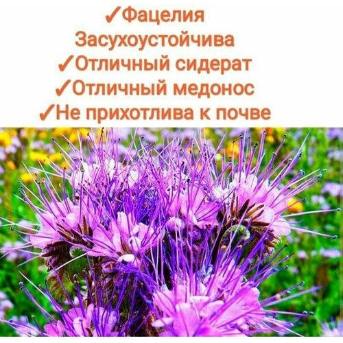 ������ ������ ������� ������������ 100��, ������, �������, �������, �������� ������ � ������, 100%��������� ����