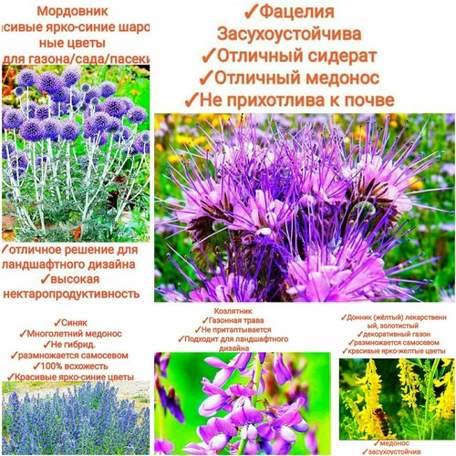 ������ ������ ����� ���������� ����� 150��/���������, (���������+������+�������+�����+���������) 150��, premium ����