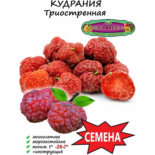 ������ ������ ������ �������� (���������� ������) 5 ��. ����