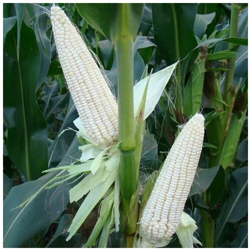 ������ ������ ������ ������ �������� ����� 10 ��. ����