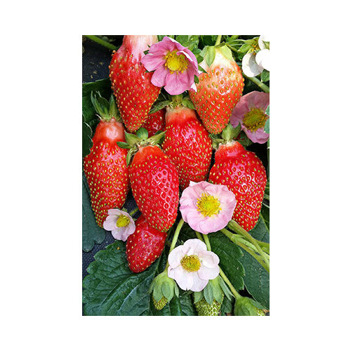 ������ ������ ������ ��������� �-141 F1 (������) 4 ��. ����