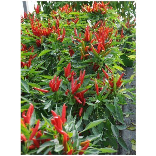 ������ ������ ������ ������ ����� Tabasco, 5 ���� ����