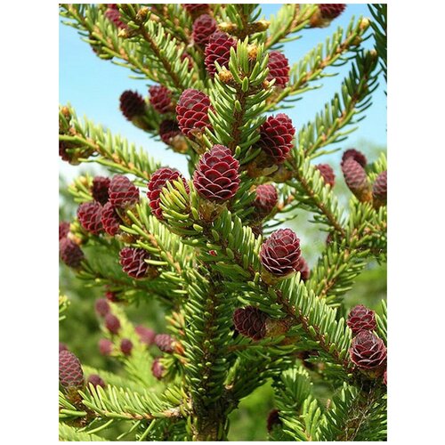 ������ ������ ������ ��� ������� (Picea jezoensis), 20 ���� ����