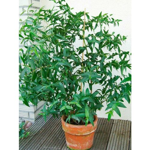 ������ ������ ������ �������� �������� (corymbia citriodora), 15 ���� ����