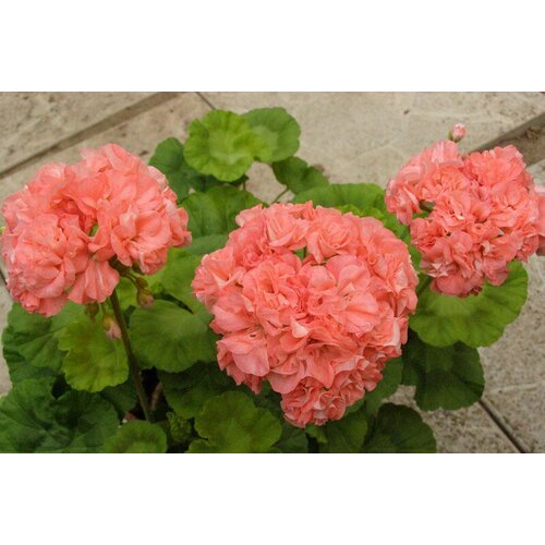 ������ ������ ������ ���������� ��������� ���� 4 �� (1 �������� (O)) ����