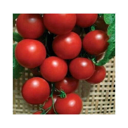 ������ ������ ������ ������ ��������� F1 (0,1 ��.) ����