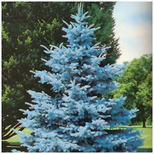 ������ ������ ������� ��� ������ (20 ��) ����