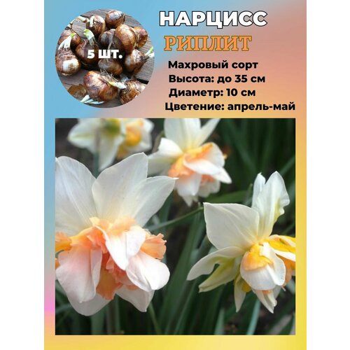 ������ ������ ������� ��������, �������� 5 ���� ����