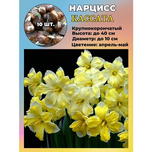 ������ ������ ������� ��������, ����������� ���������� �����, 10 ��. ����