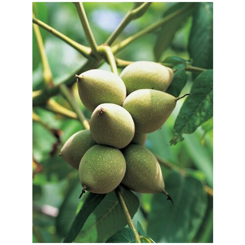 ������ ������ ������ ���� ������������ (Juglans mandshurica), 5 ���� ����