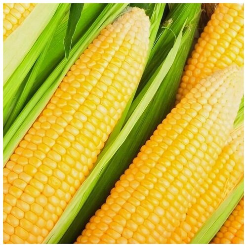 ������ ������ ������. �������� 