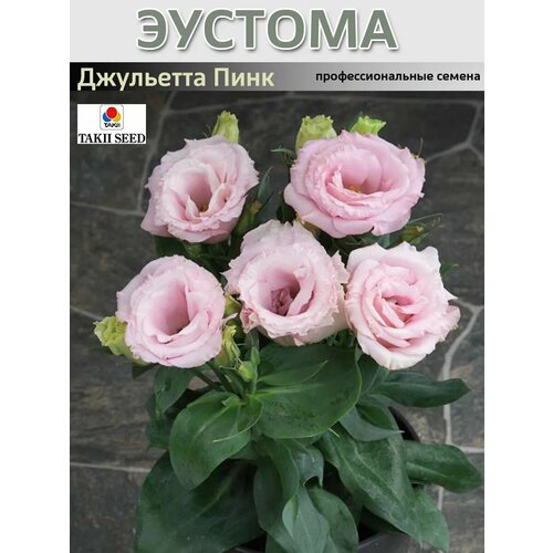 ������ ������ ������� ��������������� ��������� ���� 10 �� ����