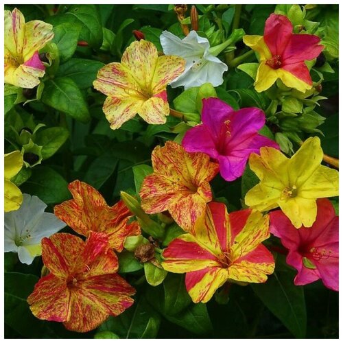 ������ ������ ������ ������ ��������� ������ ��������� ������� 10 ��. ����