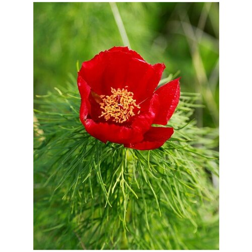 ������ ������ ������ ���� ����������� (Paeonia tenuifolia), 5 ���� ����