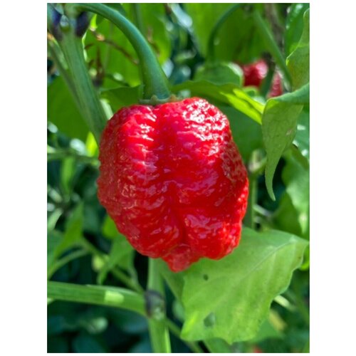 ������ ������ ������ ������ ����� Trinidad Moruga Scorpion red (������ �������� �������), 5 ���� ����
