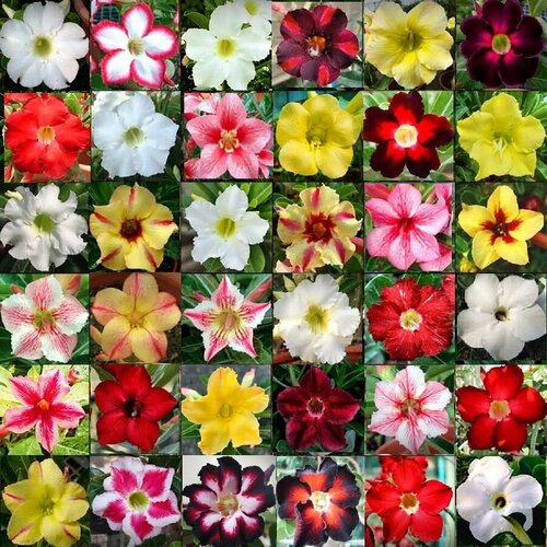 ������ ������ �������� ����� ���� ������, ������ 10 �� ����