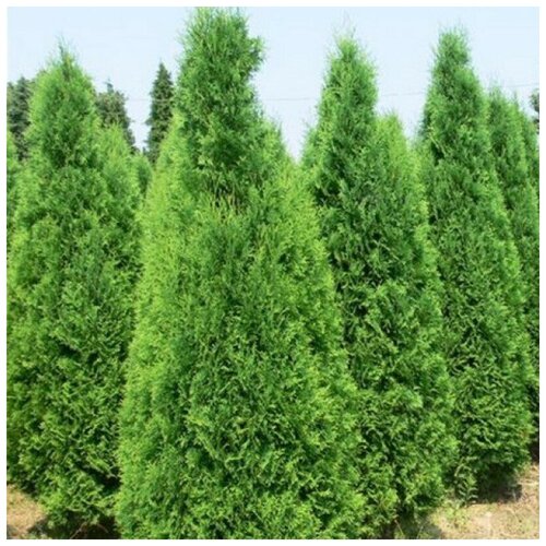 ������ ������ ������ ������ ��� �������� ������������ 30 ��. ����