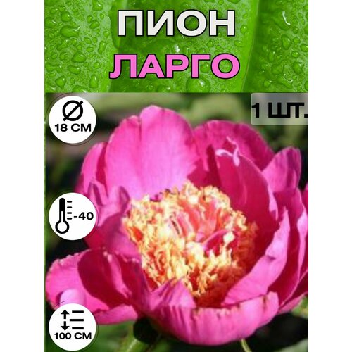 ������ ������ ���� �����������, ������ ������� ��� ������� ����