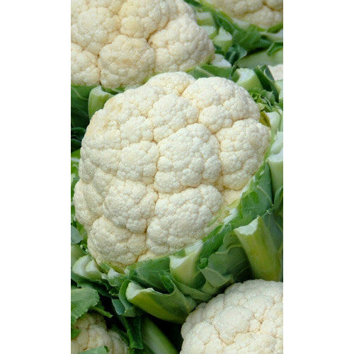 ������ ������ ������ ������� ������� ���� ������������ F1 0.1� ������ (��������� ������) ����