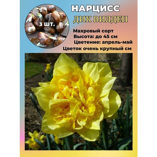 ������ ������ ������� ��������, �������� 3 ����� ����