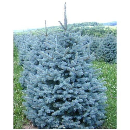       (Picea pungens), 30  