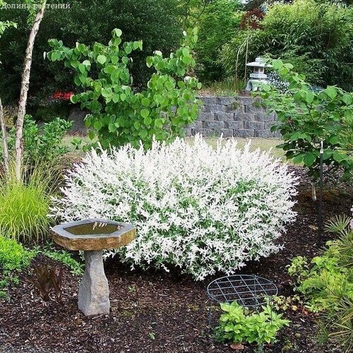 ������ ������ ��� �������� ������-������ (1 �������) ����