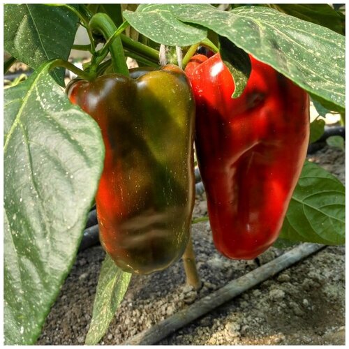 ������ ������ ������ ������ ����� ������� ��� 10 ��. ����