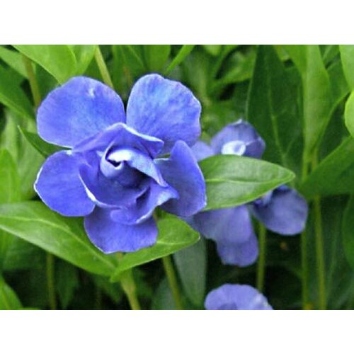 ������ ������ ������ �������� ����� ����������� 0,05 � (1 ��������) ����