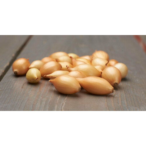 ������ ������ ��� - ����� ������ ������� (������) 100�� ������� ����