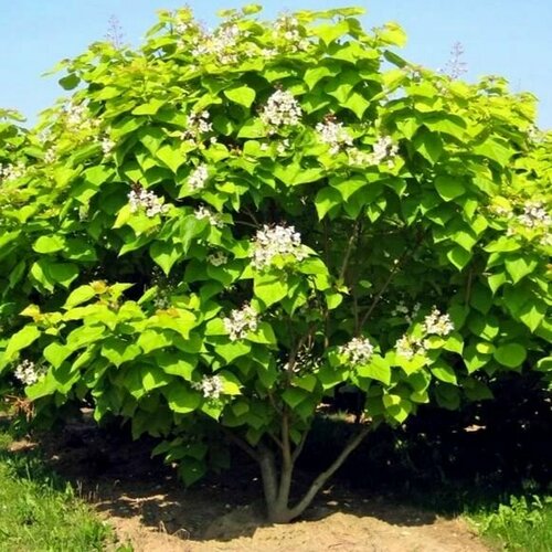 ������ ������ ������ �������� 