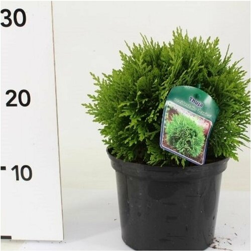 ������ ������ �������� ��� �������� ������ 881772 �2 H20-25 ����