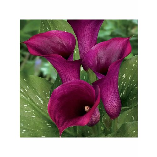 ������ ������ ����� ������� ����� 2 �������� ����