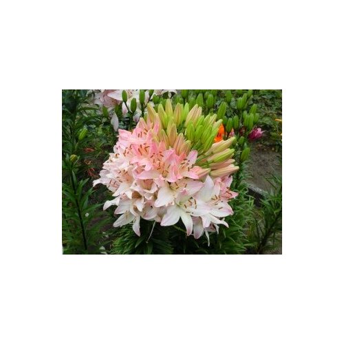 ������ ������ ����� ������ ������ 5 ������� ����