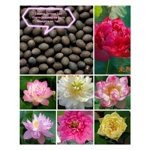 ������ ������ ������ ������ ��� ����������� ���� 7�� ����