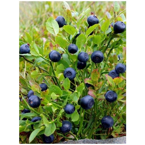 ������ ������ ������ ������� ������������ (Vaccinium myrtillus), 40 ���� ����