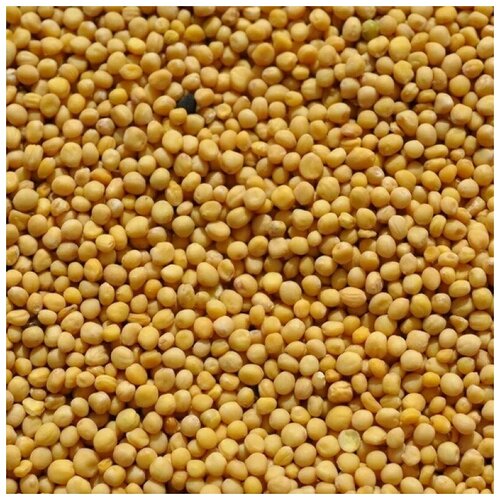 ������ ������ ������ ������� ����� ������� 5�� ����