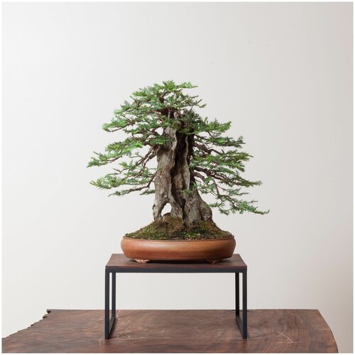 ������ ������ ������� ���������, ������ ������ 10 ��. ����