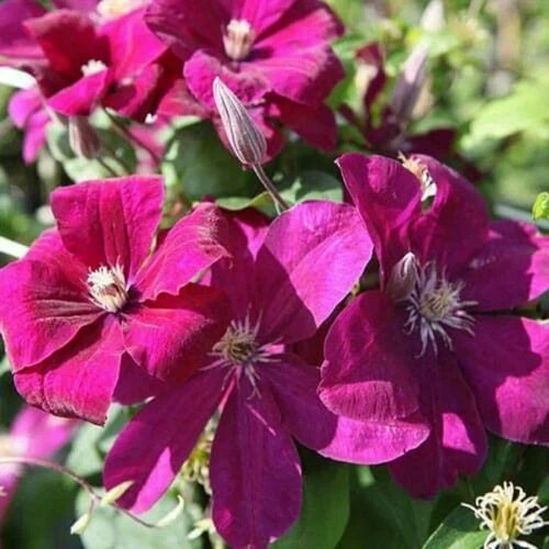 ������ ������ �������� ��� �������� (Clematis Rouge Cardinal) / 1 ��, �������� ���� ����
