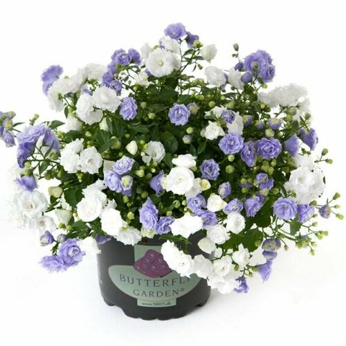 ������ ������ ��������� ����� � �������, ��������, ���� ������, ������ ����