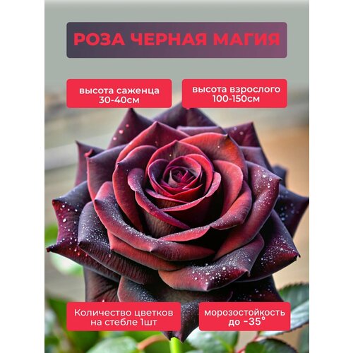 ������ ������ ���� ������ ����� ����