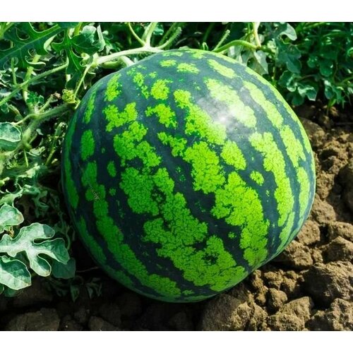 ������ ������ ������ ������ 