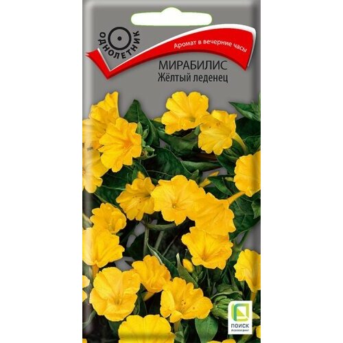 ������ ������ ������ ��������� ������ ������� 1� ��� 80�� (�����) ����